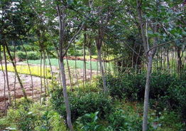 紫薇养护与江苏沭阳志远优质苗木供应解析
