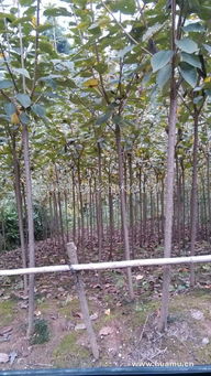 西府海棠与嵊州市东乡苗木合作社 绿色产业的发展缩影