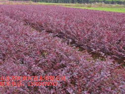 垂柳绿化苗木 黄河苗木种植，覆盖全年份的优质选择